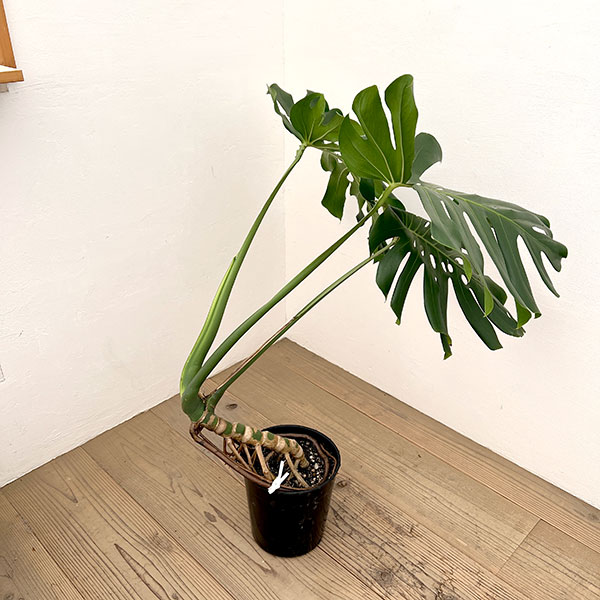 観葉植物 モンステラ アダンソニー(幹上がり)...の詳細画像2