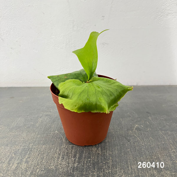 観葉植物 ビカクシダ(コウモリラン) ヒリー ...の詳細画像1