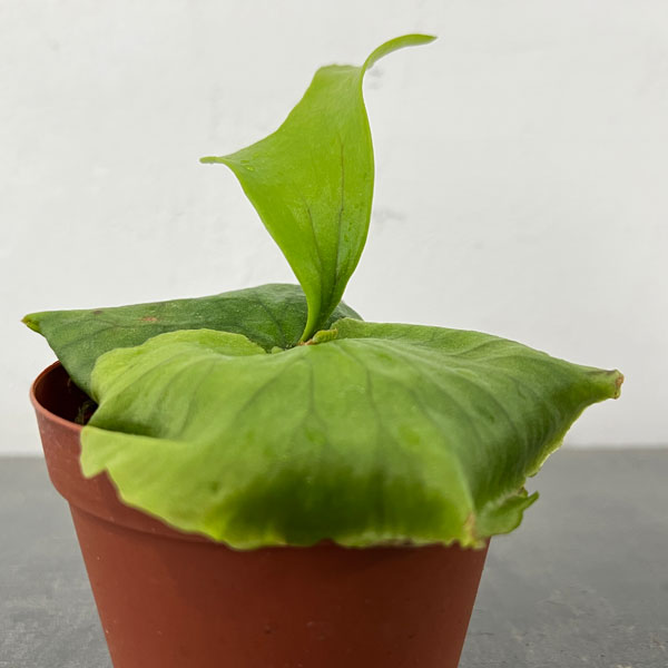 観葉植物 ビカクシダ(コウモリラン) ヒリー ...の詳細画像2