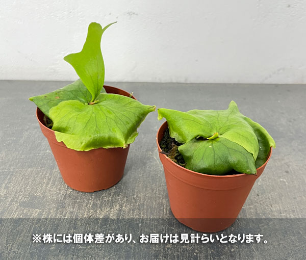 観葉植物 ビカクシダ(コウモリラン) ヒリー ...の詳細画像3