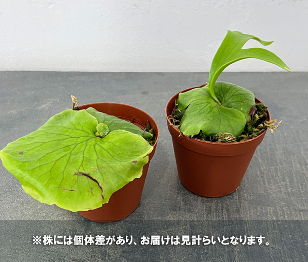 ビカクシダ コロナリウムのおすすめ人気商品一覧 通販 - Yahoo