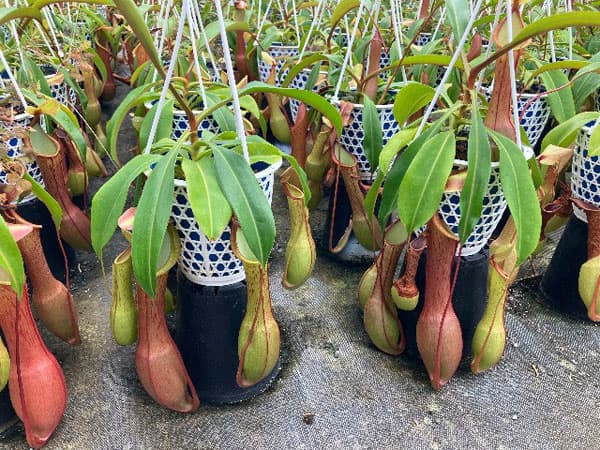 観葉植物 ネペンテス アラータ アカネ 4号吊鉢入りの詳細画像1