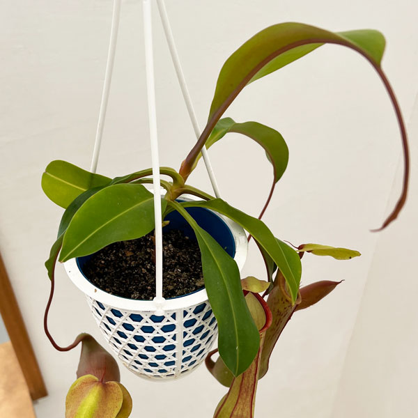 観葉植物 ネペンテス アラータ アカネ 4号吊鉢入りの詳細画像2