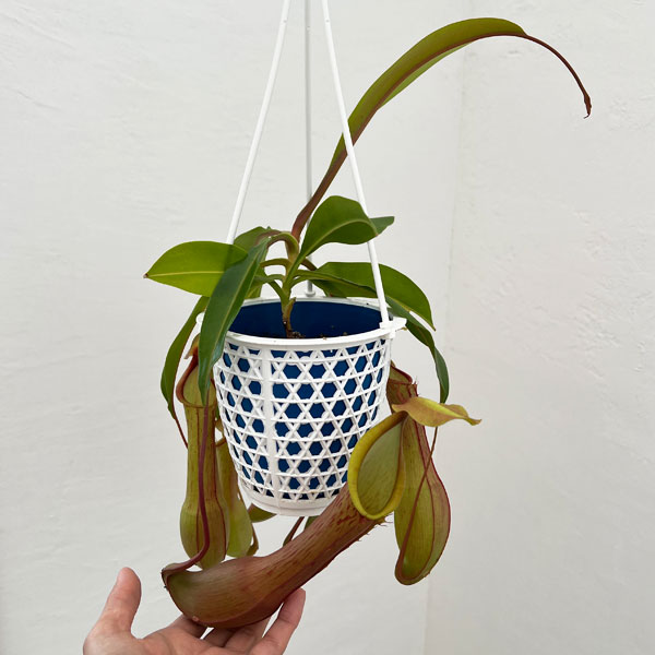 観葉植物 ネペンテス アラータ アカネ 4号吊鉢入りの詳細画像3