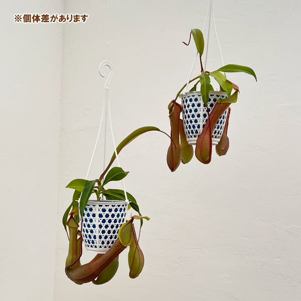 観葉植物 ネペンテス アラータ アカネ 4号吊鉢入りの詳細画像4