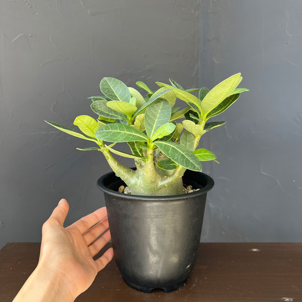 観葉植物 アデニウム アラビカム モンスター ...の詳細画像1