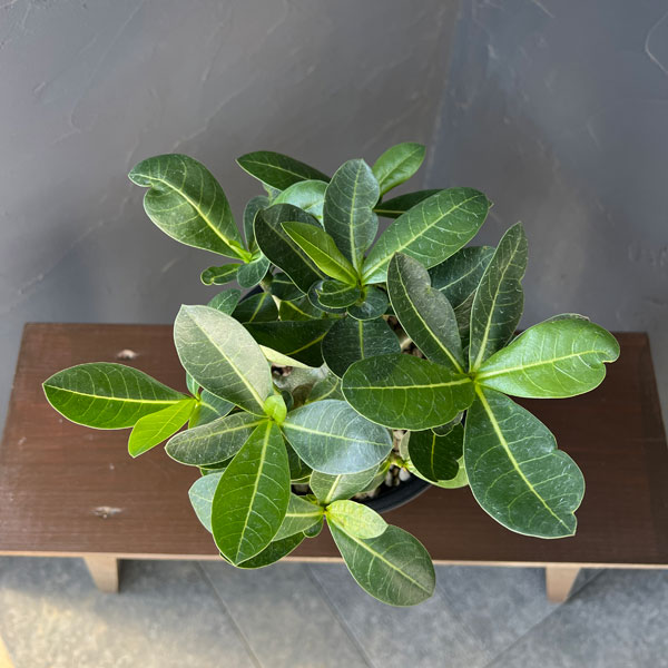 観葉植物 アデニウム アラビカム モンスター ...の詳細画像2