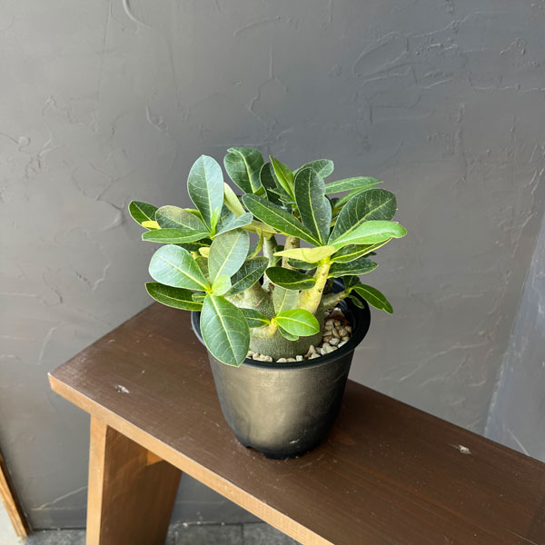 観葉植物 アデニウム アラビカム モンスター ...の詳細画像3