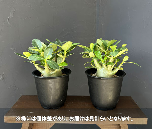 観葉植物 アデニウム アラビカム モンスター ...の詳細画像5