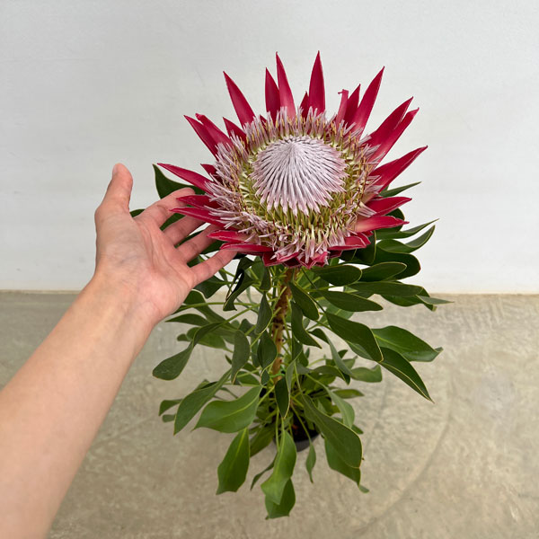 プロテア 苗（苗木、植木） | 花、ガーデニング のおすすめ人気商品