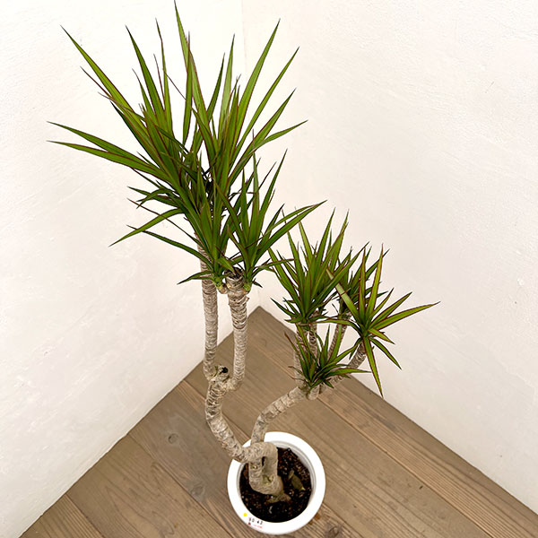 観葉植物（観葉植物種類：ユッカ）｜花、ガーデニング おすすめ人気