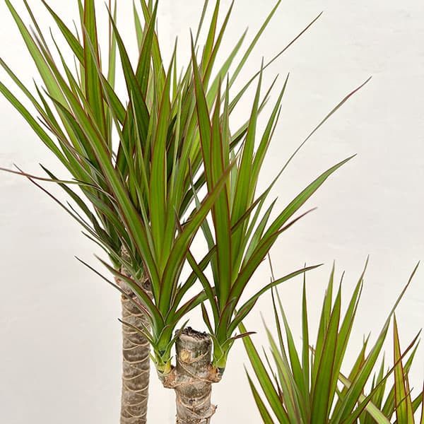 観葉植物（観葉植物種類：ユッカ）｜花、ガーデニング おすすめ人気