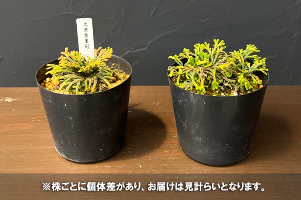イワヒバのおすすめ人気商品一覧 通販 - Yahoo!ショッピング