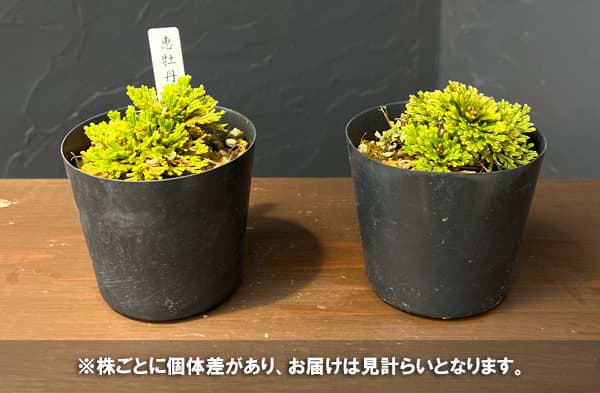 イワヒバのおすすめ人気商品一覧 通販 - Yahoo!ショッピング