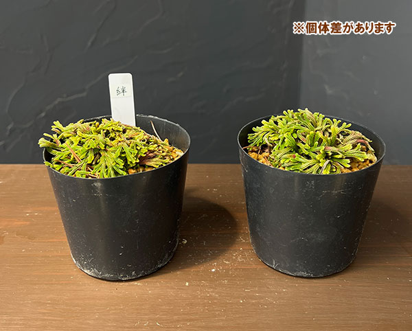 イワヒバのおすすめ人気商品一覧 通販 - Yahoo!ショッピング