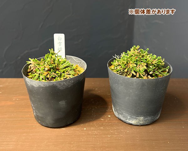 イワチドリのおすすめ人気商品一覧 通販 - Yahoo!ショッピング