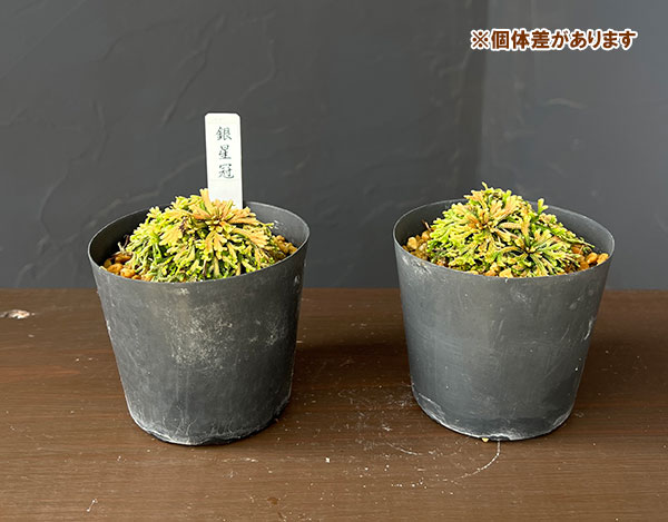 イワヒバのおすすめ人気商品一覧 通販 - Yahoo!ショッピング