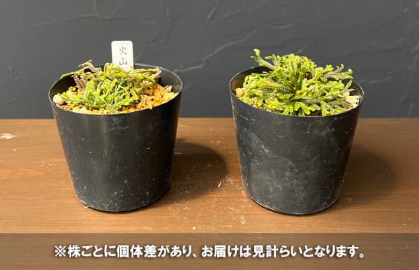 イワヒバのおすすめ人気商品一覧 通販 - Yahoo!ショッピング