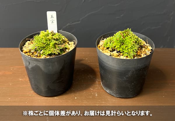 イワヒバのおすすめ人気商品一覧 通販 - Yahoo!ショッピング