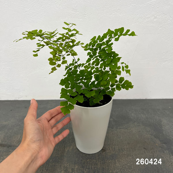 観葉植物 アジアンタム スクータムロゼウム 4...の詳細画像1