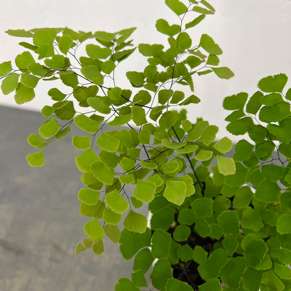 観葉植物 アジアンタム スクータムロゼウム 4...の詳細画像2