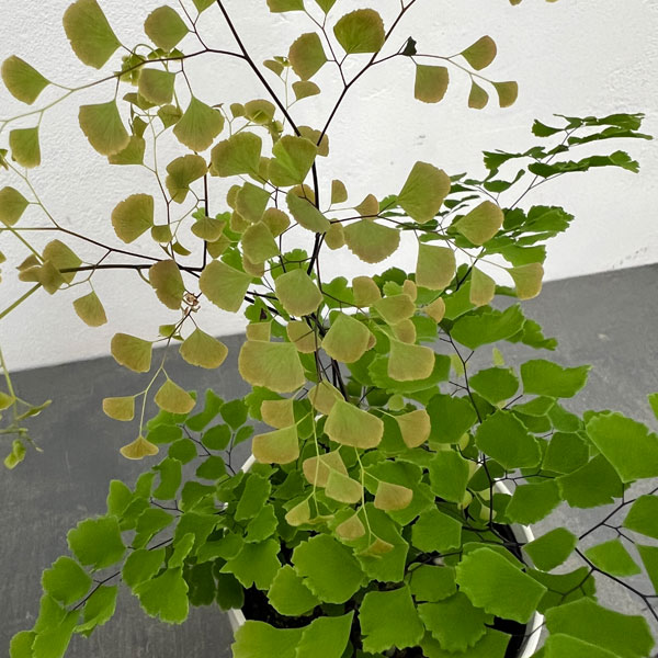 観葉植物 アジアンタム スクータムロゼウム 4...の詳細画像3