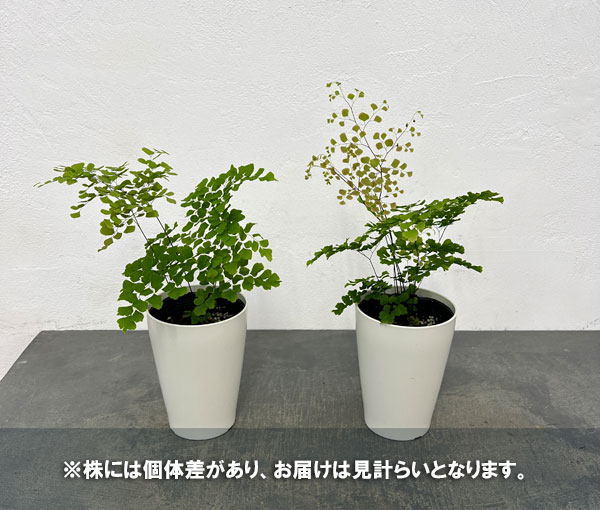 観葉植物 アジアンタム スクータムロゼウム 4...の詳細画像4