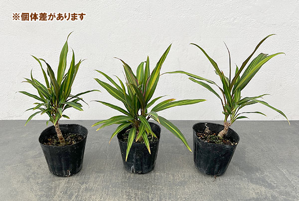 コルジリネの商品一覧 通販 - Yahoo!ショッピング