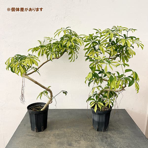 シェフレラ・トリネッティ（観葉植物） | 花、ガーデニング の商品一覧