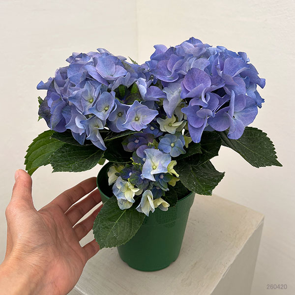 わけあり特価）アジサイ ホットチボリ マーブルブルー 4号鉢植え