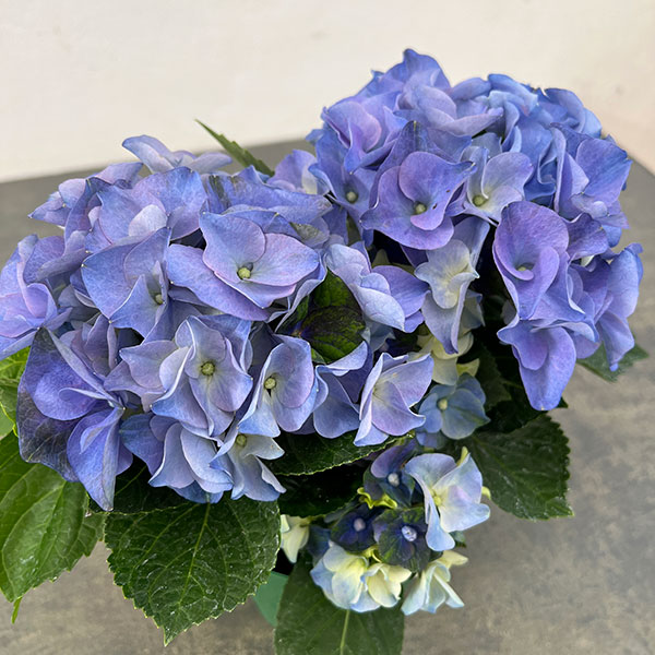 オレンジまま　紫陽花　アジサイ　くおん　ホットチボリ　ピンク　ツリーブルー わけあり特価）アジサイ ホットチボリ マーブルブルー 4号鉢植え