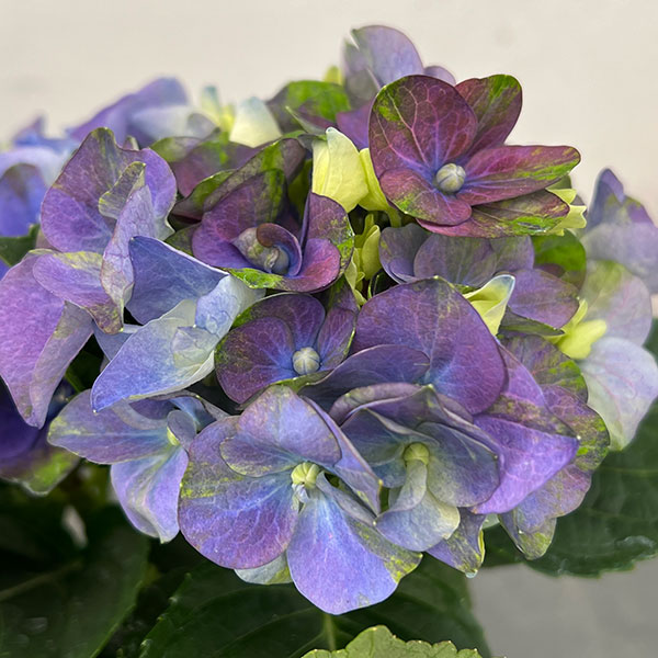 わけあり特価）アジサイ ホットチボリ マーブルブルー 4号鉢植え