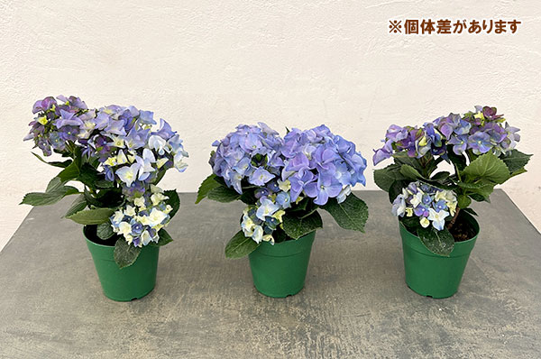 わけあり特価）アジサイ ホットチボリ マーブルブルー 4号鉢植え