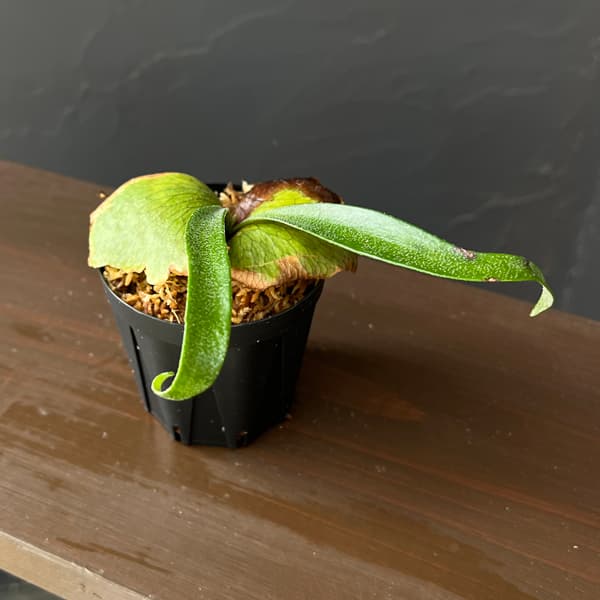 ビカクシダ ビフルカツム（観葉植物） | 花、ガーデニング のおすすめ