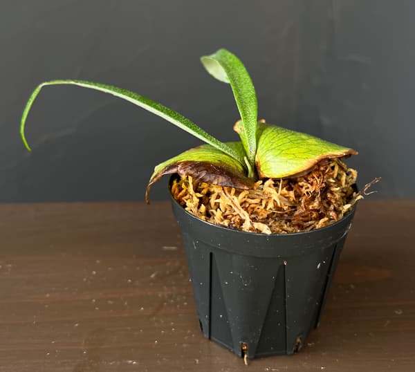 ビカクシダアルシコルネ（観葉植物） | 花、ガーデニング のおすすめ