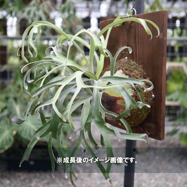 ビカクシダ アルシコルネ（観葉植物） | 花、ガーデニング の商品一覧