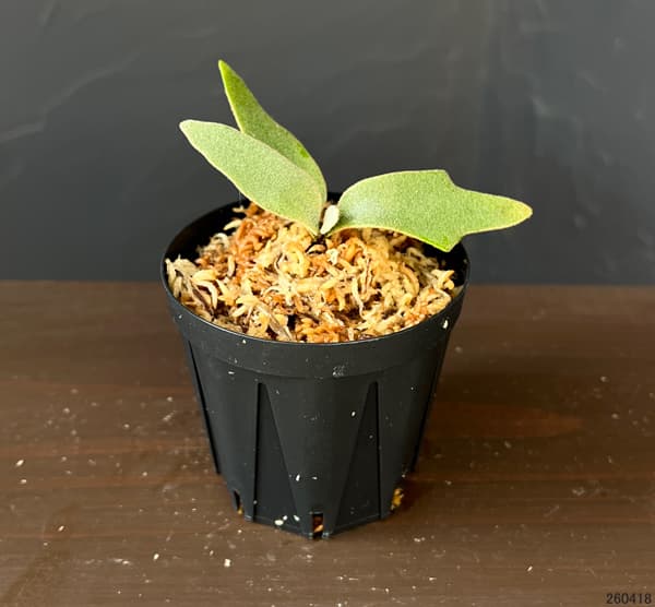 ビカクシダ ウィリンキー（観葉植物） | 花、ガーデニング のおすすめ
