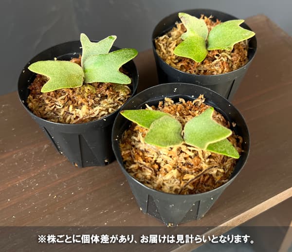 ビカクシダ ウィリンキー ドワーフのおすすめ人気商品一覧 通販