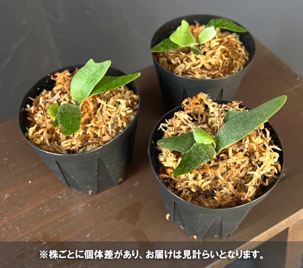 ビカクシダのおすすめ人気商品一覧 通販 - Yahoo!ショッピング