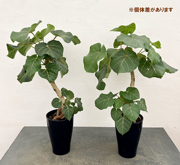 5号鉢のおすすめ人気商品一覧 通販 - Yahoo!ショッピング
