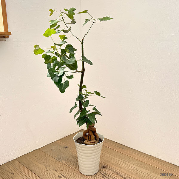 観葉植物 ボトルツリー（花、ガーデニング）の商品一覧 通販 - Yahoo