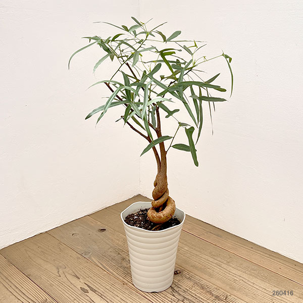 ブラキキトン ボトルツリー（観葉植物） | 花、ガーデニング の商品