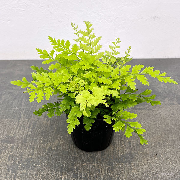 観葉植物 アスプレニウム ブルビフェルム 3号ポットの詳細画像1