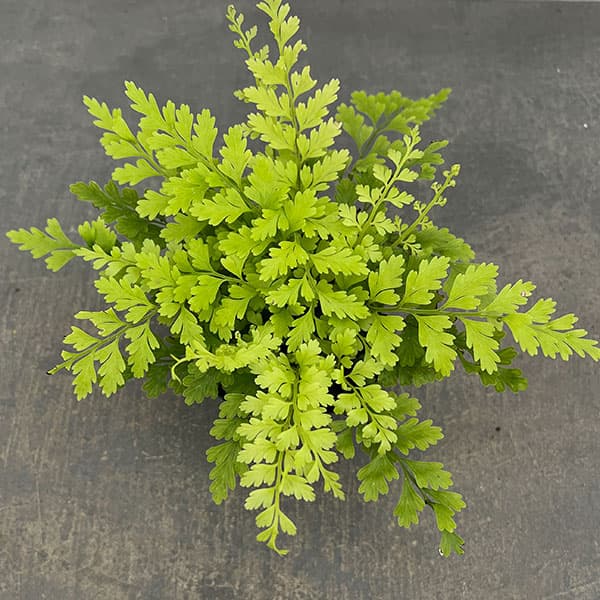 観葉植物 アスプレニウム ブルビフェルム 3号ポットの詳細画像5