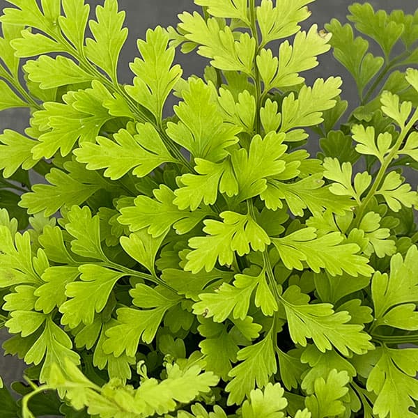 観葉植物 アスプレニウム ブルビフェルム 3号ポットの詳細画像2