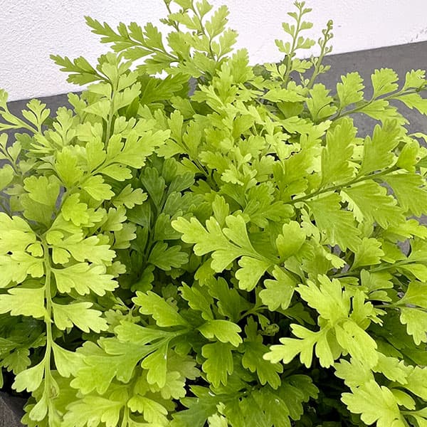 観葉植物 アスプレニウム ブルビフェルム 3号ポットの詳細画像4