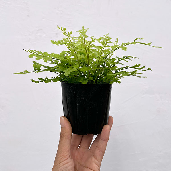 観葉植物 アスプレニウム ブルビフェルム 3号ポットの詳細画像3