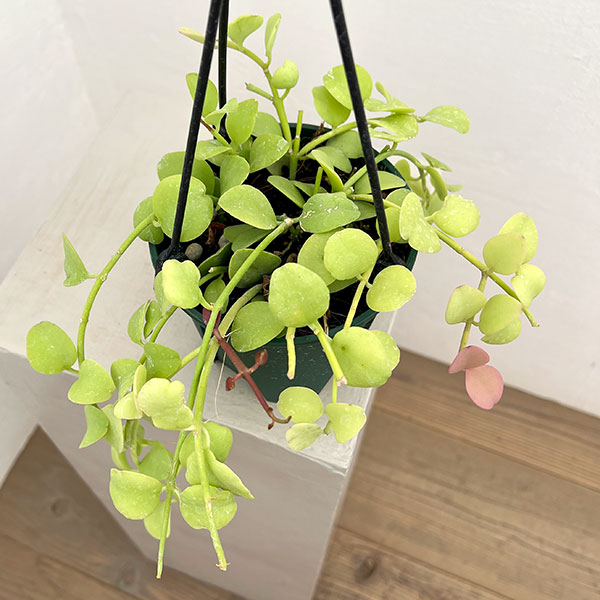ディスキディア（観葉植物） | 花、ガーデニング のおすすめ人気商品