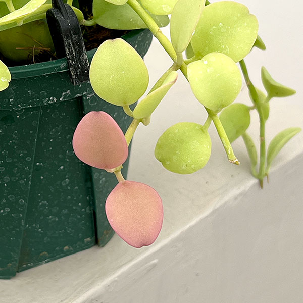 ディスキディア（観葉植物） | 花、ガーデニング のおすすめ人気商品