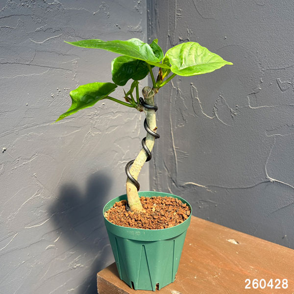 観葉植物 フィカス ウンベラータ(曲げ仕立て)...の詳細画像1